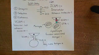 Cell Adhesion Molecules Part 2 [upl. by Flessel]