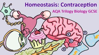 GCSE Science Biology AQA  Contraception [upl. by Arah]