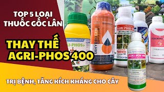 Các loại thuốc GỐC LÂN LƯU DẪN 2 CHIỀU thay thế AGRI PHOS 400 Nông Dược Xanh TV [upl. by Hereld697]