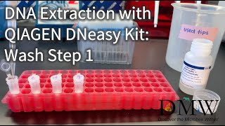 DNA Extraction with QIAGEN DNeasy Kit Wash Step 1 [upl. by Cleo]