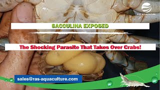 SACCULINA EXPOSED The Shocking Parasite That Takes Over Crabs [upl. by Aserej]