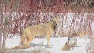 An Eastern Coyote at Claireville Conservation Area Toronto [upl. by Eneleh917]