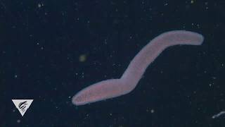 Pyrosomes are freefloating bioluminescent colonial tunicates [upl. by Anielram438]