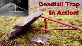 How to make a figure 4 deadfall trap Deadfall Trap in action catching mice [upl. by Franky]