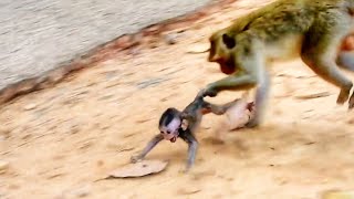 Mother Monkey Kills Her Baby [upl. by Salem410]