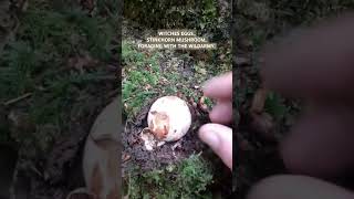 Stinkhorn MushroomAKA WITCHES EGGSnature wildarmy mushroom [upl. by Rotsen]