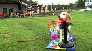 RSPCA Queensland Animal Training Centre  meet our demo dogs [upl. by Ennaimaj210]