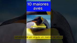 10 Maiores Aves do Mundo  Maravilhas da História sorts [upl. by Beore]