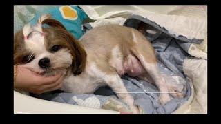 SHIH TZU GIVING BIRTH TO 2 PUPPIES FOR THE FIRST TIME  HOW TO HELP A DOG GIVE BIRTH [upl. by Robenia]