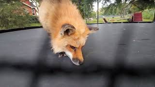 Finnegan Fox and his friends are loving the new trampoline addition to their yard [upl. by Childers701]