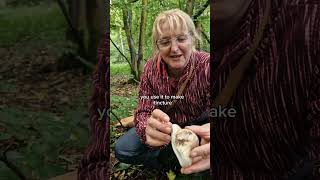 Birch polypore  medicinal [upl. by Chilt952]