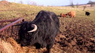 Black Scottish Highland Cow Eating Dinner In Scotland [upl. by Ailene]