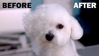 Beautiful Dog Grooming Bichon Frise Hairstyle Transformation [upl. by Nitsid]