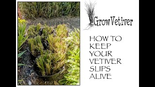 Storing Vetiver Slips Keeping your Vetiver plants alive [upl. by Anined]