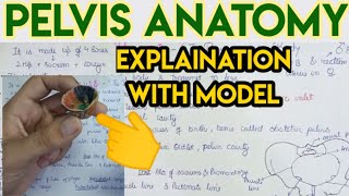 Pelvis Anatomy simplified  The basin of Body   with Ashish [upl. by Janerich493]