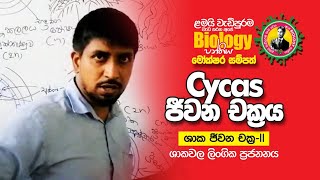 Cycas ජීවන චක්‍රය [upl. by Naujit16]