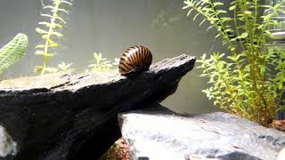 Neritina natalensis Time Lapse [upl. by Miehar]