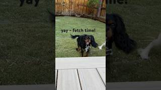 cute dogs play fetch first time on new lawn  lose the ball [upl. by Plante698]