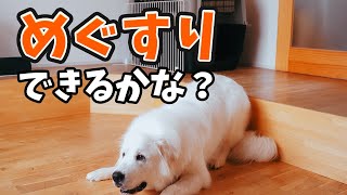 超大型犬の「目薬」できるかな？1歳のグレートピレニーズ。 [upl. by Erastes754]