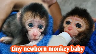 Welcome the newborn baby monkey adopt a stranded baby monkey at the animal market for care [upl. by Arreic]