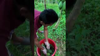 Tips 01 I take care of papaya tree I পেঁপে চাষ farmers papayafarm papayatree papayaharvest [upl. by Alie]