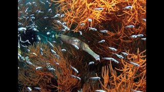 Diving Raja Ampat Scuba Diving Indonesia Manta rays barracudas walking shark wobbegong [upl. by Eislrahc]