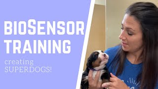 BIOSENSOR TRAINING the puppies [upl. by Tony]