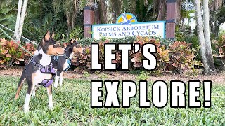 Basenjis Explore Kopsick Arboretum Park [upl. by Ycram]