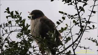 Rupornis magnirostris Gaviãocarijó Roadside Hawk [upl. by Yesnil226]