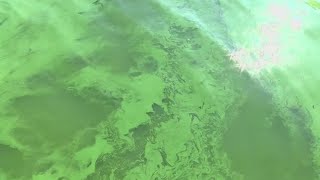 Algal bloom forecast expected to be large this year  Protecting Our Water [upl. by Skutchan]