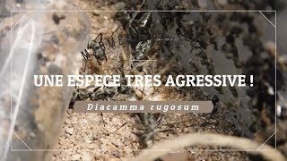 UNE ESPÈCE TRÈS AGRESSIVE  °Diacamma rugosum° HDFr [upl. by Walcoff]