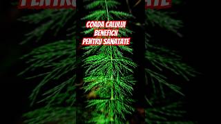 Coada calului  beneficii remedy nature sanatate garden plantemedicinale plants vegetables [upl. by Queenie]