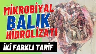 MİKROBİYAL BALIK GÜBRESİ NASIL YAPILIR 2 FARKLI TARİF BALIK HİDROZİLAT SIVI MİKROBİYAL GÜBRE [upl. by Laughry876]