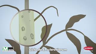 Ciclo biológico de Esclerotinia spp y su control biológico mediante Contans [upl. by Cletus41]