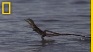 Jesus Christ Lizard  National Geographic [upl. by Elinad]