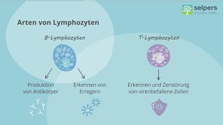 Das lymphatische System einfach erklärt 💡 Lymphknoten und Lymphozyten Experte im Interview [upl. by Miarzim854]