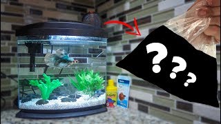 NEW BETTA FISH TANK MEMBERS [upl. by Richara]