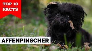 Affenpinscher  Top 10 Facts [upl. by Akciret]