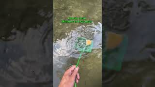 How to get bait in 5 seconds fishing nature shorts [upl. by Marilou]