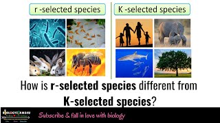 APES Video Notes 32  Kselected amp rselected species [upl. by Attenad]