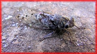 Cicadas sound in Provence Chant des cigales en Provence France HD videoturysta [upl. by Musser349]