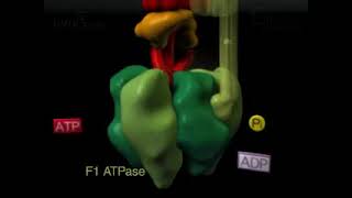 Animation of the rotary mechanism of the Vacuolar protonATPase VATPase – a protein complex [upl. by Anaek73]