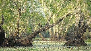 Tour Australia Kakadu National Park [upl. by Eiten]