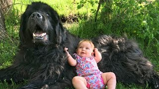 Giant Newfoundland Dogs Playing With Babies Compilation [upl. by Attekram]