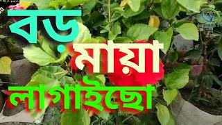 Boro Maya Lagaicho  বড় মায়া লাগাইছো  Yashfi Tv  2024 [upl. by Gnahc]