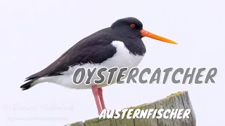 Eurasian Oystercatcher Haematopus ostralegus  Austernfischer [upl. by Haneehs810]