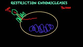 Restriction endonucleases  Biology tutorial [upl. by Sabra683]