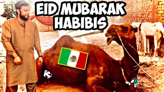 Que Significa EID MUBARAK  Sacrificio de Animales  Español  El Habibi De Mexico [upl. by Collimore867]