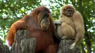 Orangutan Loves Gibbon Baby  Cincinnati Zoo [upl. by Tupler794]