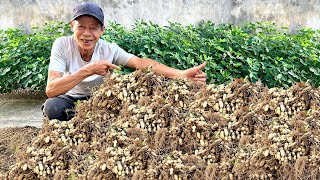 Minimal Soil Maximum Harvest Super Easy Peanut Growing with Just a Foam Box [upl. by Denys50]